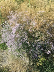 Limonium platyphyllum