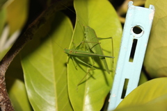 Phaneroptera nana