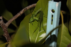 Phaneroptera nana