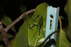 Phaneroptera nana