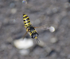 Crabronina