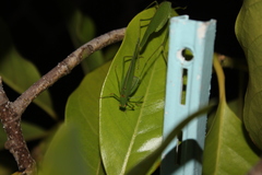 Phaneroptera nana
