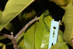 Phaneroptera nana