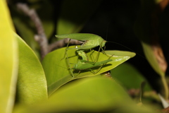Phaneroptera nana