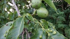 Juglans regia