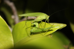 Phaneroptera nana