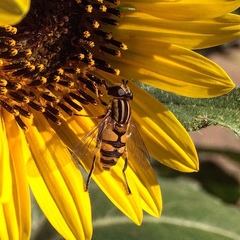 Helophilus latifrons