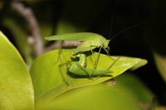 Phaneroptera nana