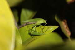 Phaneroptera nana