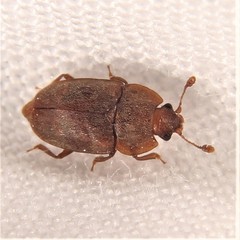 Epuraea rufa