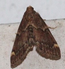 Hypsopygia intermedialis