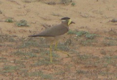 Vanellus malabaricus