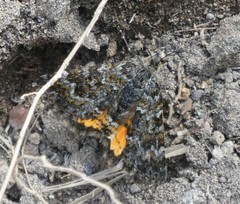 Paranotoreas brephosata