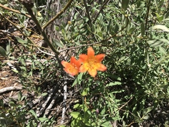 Lilium parvum