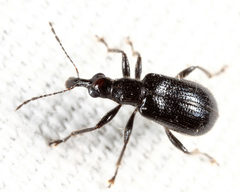 Eugnamptus angustatus