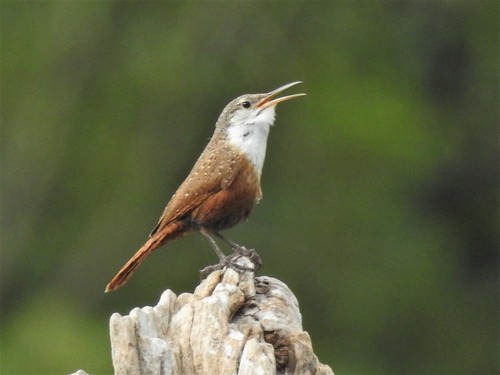 Canyon Wren