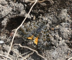 Paranotoreas brephosata