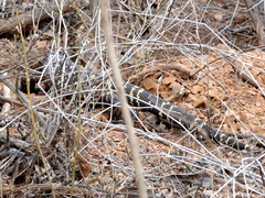 Heloderma horridum