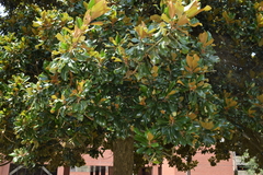Magnolia grandiflora