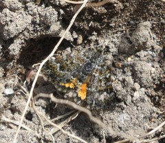 Paranotoreas brephosata