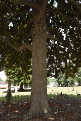 Magnolia grandiflora