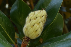 Magnolia grandiflora