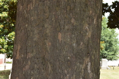 Magnolia grandiflora