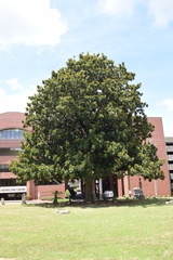 Magnolia grandiflora