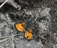 Paranotoreas brephosata