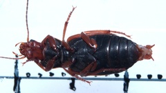 Diachromus germanus