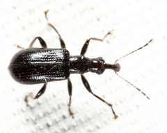 Eugnamptus angustatus