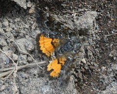 Paranotoreas brephosata