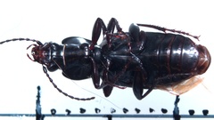 Pterostichus anthracinus