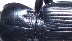 Pterostichus anthracinus