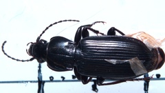 Pterostichus anthracinus