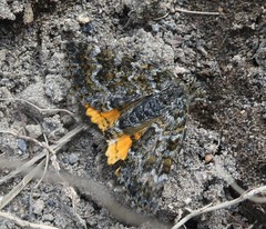 Paranotoreas brephosata