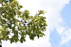 Ulmus americana