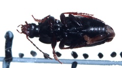 Pterostichus vernalis