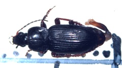 Pterostichus vernalis