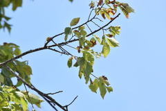 Ulmus americana