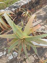 Liliopsida