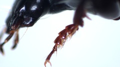 Pterostichus vernalis