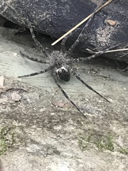 Dolomedes scriptus