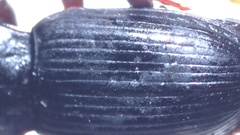 Pterostichus vernalis