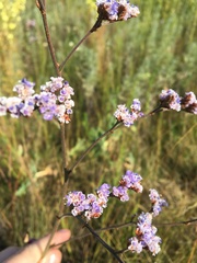 Limonium alutaceum