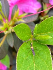 Zelus illotus