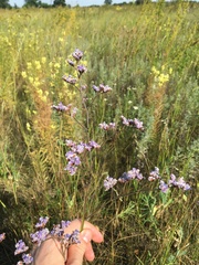 Limonium alutaceum