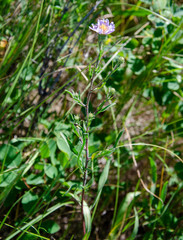 Symphyotrichum bracteolatum