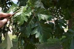 Quercus