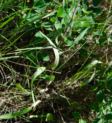 Symphyotrichum bracteolatum